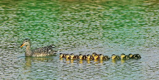 《Apex英雄》因存在Bug漏洞 暂时禁用武器和皮肤